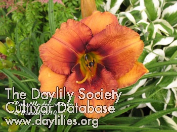 Daylily Cannelle des Anges